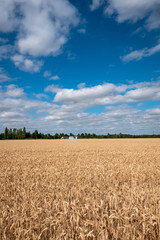 Champs blé, Loiret, France