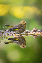 The European Greenfinch or just Greenfinch Chloris chloris is sitting at the forest waterhole, reflected in the surface, preparing for the bath, colorful background and nice soft light ..