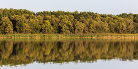 Trees with reflection on the water as a background