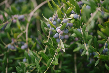 Olives Tree Arbequina 