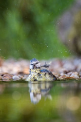 The Eurasian Blue Tit or Cyanistes caeruleus is sitting at the waterhole in the forest Reflecting on the surface Preparing for the bath Colorful backgound with some flower..