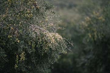 Olives Tree Arbequina 