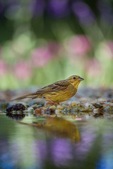 The Yellowhammer or Emberiza citrinella is sitting at the waterhole in the forest Reflecting on the surface Preparing for the bath Colorful backgound with some flower....