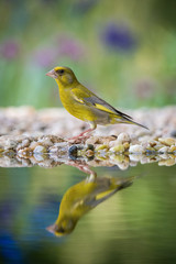 The European Greenfinch or just Greenfinch Chloris chloris is sitting at the forest waterhole, reflected in the surface, preparing for the bath, colorful background and nice soft light ..