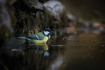 The Great Tit is bathing in the forest little lake in amazing dark light