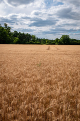 Champs blé prêt à moissoner, Loiret, France