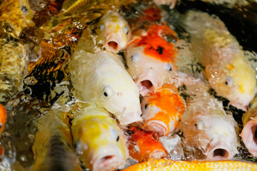 Obraz na płótnie Canvas Multicolored fish carp on the water surface