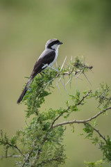 The Grey-backed Fiscal or Lanius excubitoroides is perched on the branch nice natural environment of Uganda wildlife in Africa..