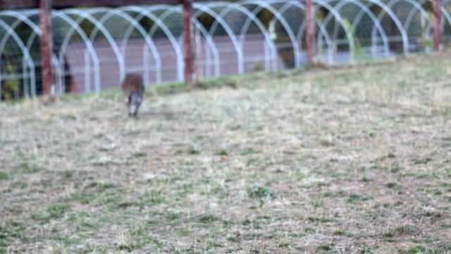 Sweet baby cangaroo in park, jumping and playing