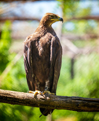 Portrait of an eagle in the zoo