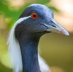 Portrait of a blue heron in the park