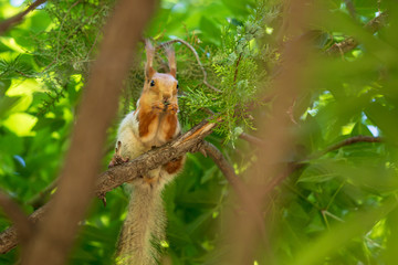 Squirrel on the branches of a tree in nature