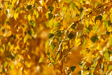 Leaves on a tree in autumn as a background