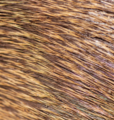 Wool on a deer as an abstract background