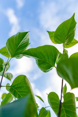 Green leaves on a tree branch against the sky