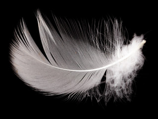 White feather isolated on black background