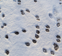 Animal footprints in the snow as a background