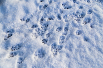 Animal footprints in the snow as a background