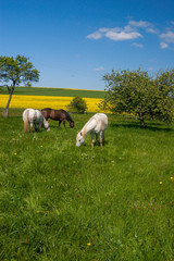 Obraz premium Pferde auf der Weide