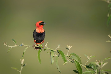 The Red Bishop, Euplectes orix is sitting on the branch and posing. Male is showing off. It is flying red gem of Uganda, green backround..
