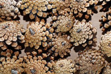 Fir cones on a white background