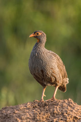 The Red-necked Spurfowl or Red-necked Francolin or Pternistis afer is standing on the ground in nice natural environment of Uganda wildlife in Africa