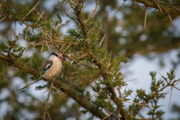 The Striped kingfisher, Halcyon chelicuti   is sitting and posing on the branch, amazing picturesque tree background, in the morning after sunrise, waiting for its prey in Uganda..