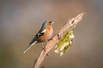 The Common Chaffinch or Fringilla coelebs is sitting on the branch with nice brown background Soft light