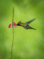 The Tufted coquette flying and sucking nectar from little blooms in colorful background