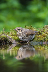 Naklejka na ściany i meble The Song Thrush or Turdus philomelos is sitting at the waterhole in the forest Reflecting on the surface Preparing for the bath Colorful backgound with some flower