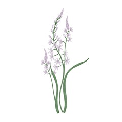 Fototapeta premium Gorgeous camas or quamash flowers isolated on white background. Elegant natural drawing of wild edible perennial herbaceous plant or meadow wildflower. Colorful realistic floral vector illustration.