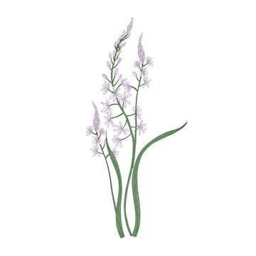 Gorgeous camas or quamash flowers isolated on white background. Elegant natural drawing of wild edible perennial herbaceous plant or meadow wildflower. Colorful realistic floral vector illustration.
