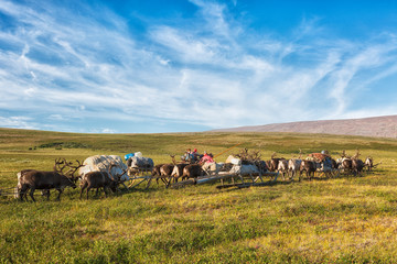 Nenets, nomads, reindeer herders transfer camp to a new place