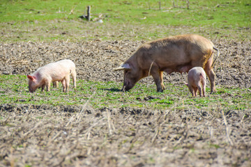mother pig with her piglets on a meadow eat farm agriculture pork