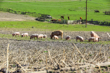 Fototapeta premium mother pig with her piglets on a meadow eat farm agriculture pork