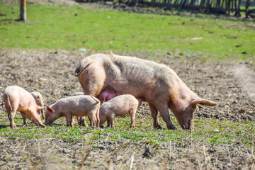 mother pig with her piglets on a meadow eat farm agriculture pork