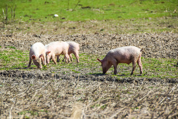 the piglets on the meadow eat play small farm agriculture pork
