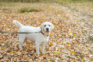 yellow labrador in the park in autumn walk on a leash