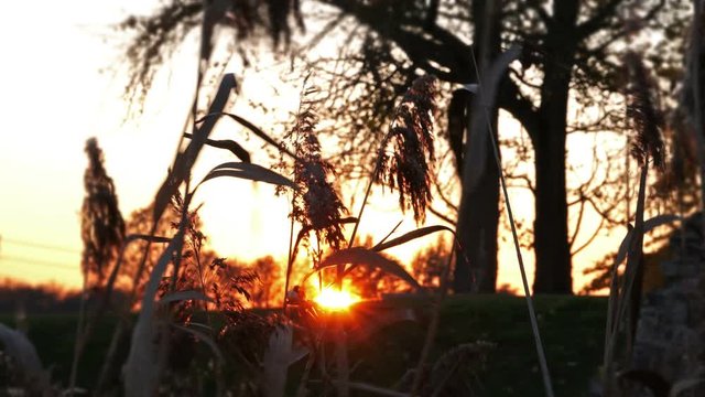 Autumn background in a war cemetery : reed plants blown by the wind at sunset