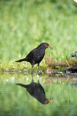 Common Blackbird is fishing to feed his chicks, Turdus merula, Blackbird has got two fishes in his beak. Nice mirroring reflection on surface of forest waterhole, nice bright green backround..