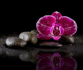 Orchid with zen stones and reflection