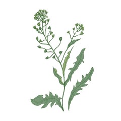 Shepherd's purse flowers or inflorescences isolated on white background. Botanical drawing of wild flowering herbaceous plant used in culinary and phytotherapy. Colored realistic vector illustration.