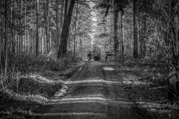 Naklejka premium Waldweg im Herbst