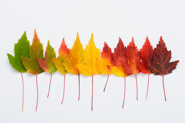 Autumn leaves colorful rainbow gradient transition. Seasons life cycle concept top view.