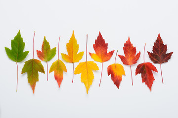 Autumn leaves soft gradient transition from greed to dark red. Fall colors season cycle change concept flat lay.