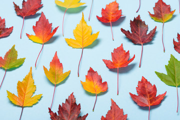 Fototapeta premium Autumn leaves fall colors on pastel blue background