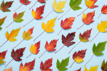 Autumn leaves colorful rainbow pattern on pastel background top view flat lay