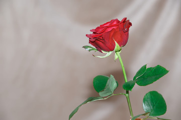 Single red rose on grey background
