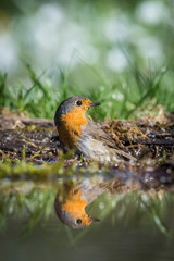 The European Robin or Erithacus rubecula is sitting at the waterhole in the forest Reflecting on the surface Preparing for the bath Colorful backgound with some flower