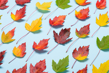 Fototapeta na wymiar Autumn leafs on pastel background